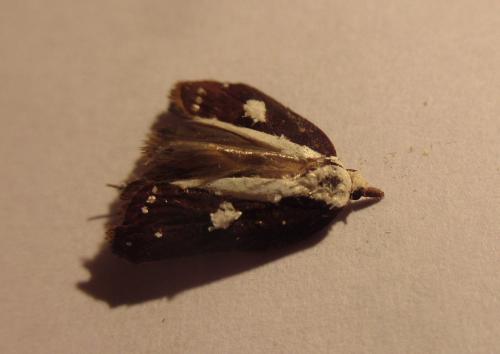 Acleris cristana
