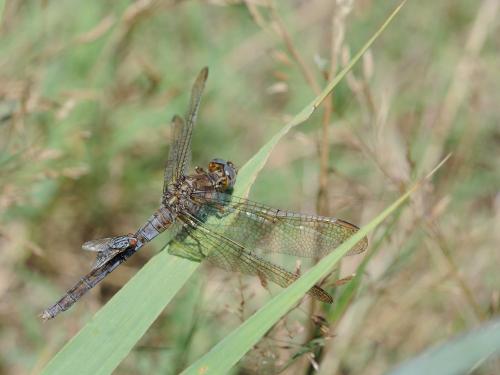 Orthetrum coerulescens