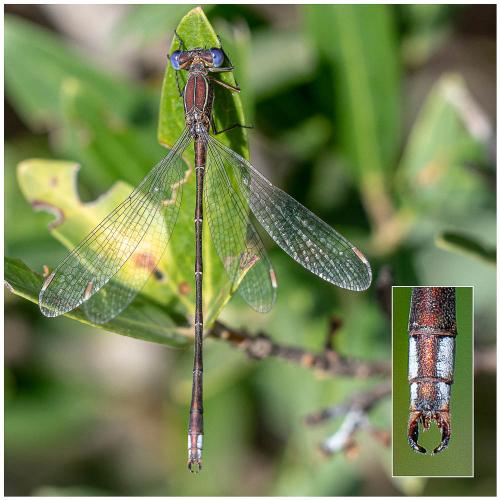 Lestes virens