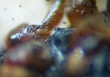 Réf. 315 701 : Scolopostethus grandis