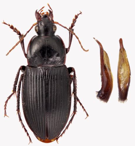 Réf. 315 554 : Calathus fuscipes algiricus