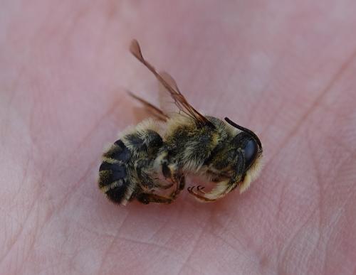 Megachile sp.