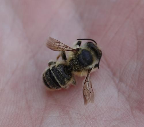 Megachile sp.