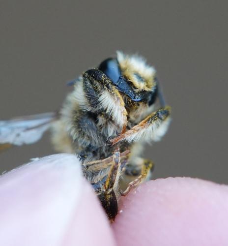 Megachile sp.