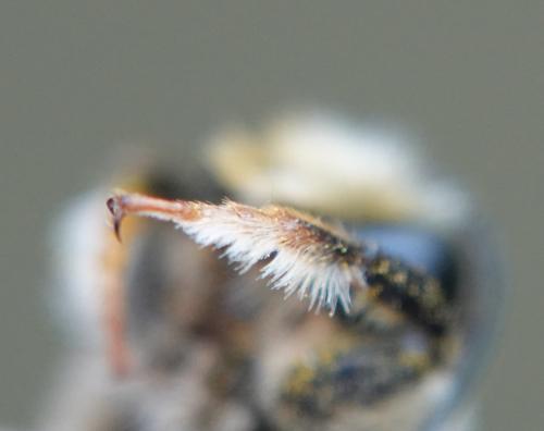 Réf. 315 746 : Megachile sp.
