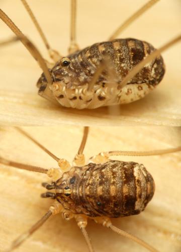 Réf. 315 184 : Nelima doriae