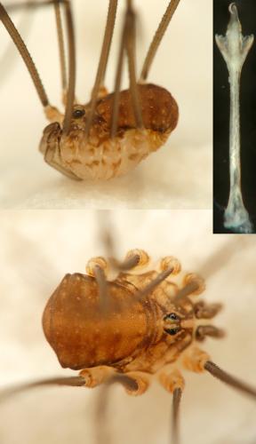 Nelima doriae