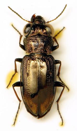 Réf. 315 963 : Notiophilus biguttatus