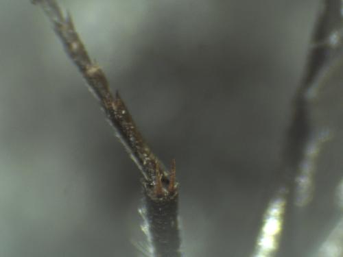 Réf. 315 981 : Chrysis pseudobrevitarsis