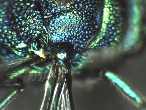 Réf. 315 982 : Chrysis pseudobrevitarsis