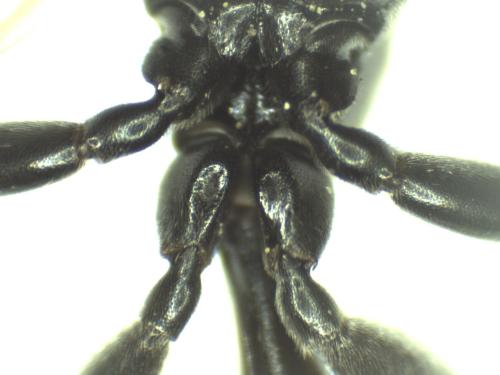 Réf. 315 389 : Trypoxylon figulus