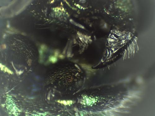 Réf. 315 983 : Chrysis pseudobrevitarsis