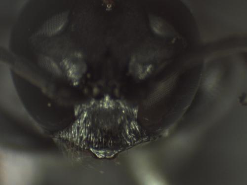Réf. 315 344 : Trypoxylon figulus