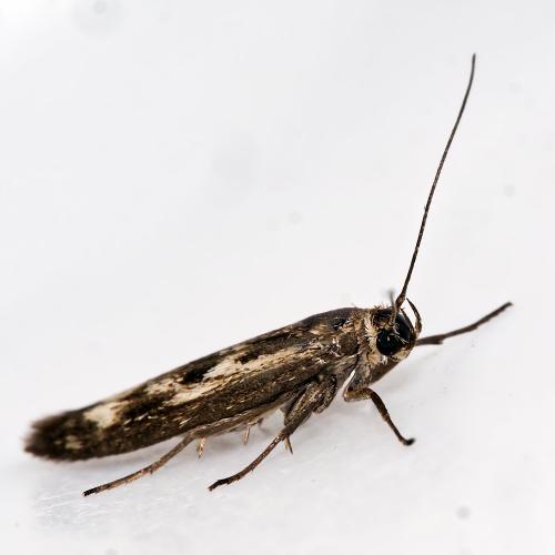 Scythris limbella