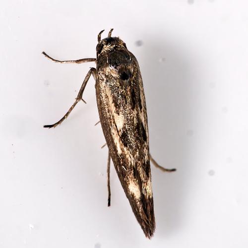 Scythris limbella