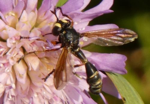 Réf. 315 529 : Physocephala rufipes