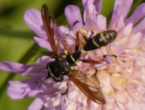 Réf. 315 497 : Physocephala rufipes