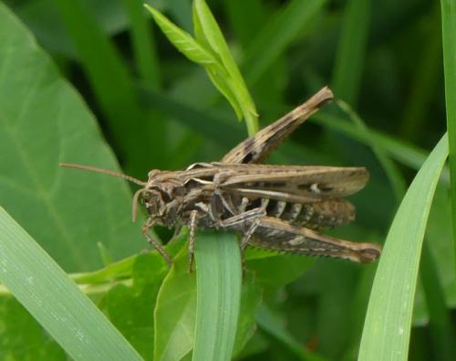 Chorthippus sp.