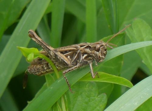 Chorthippus sp.