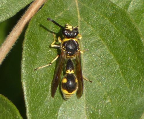 Eumenes sp.