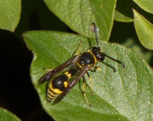 Eumenes sp.