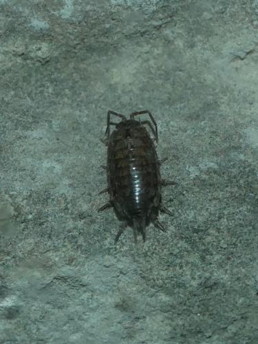 Réf. 315 748 : Philoscia sp.