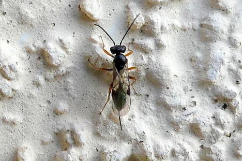 Réf. 315 065 : Tersilochinae inconnu