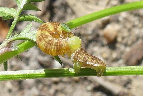 Epirrita sp.