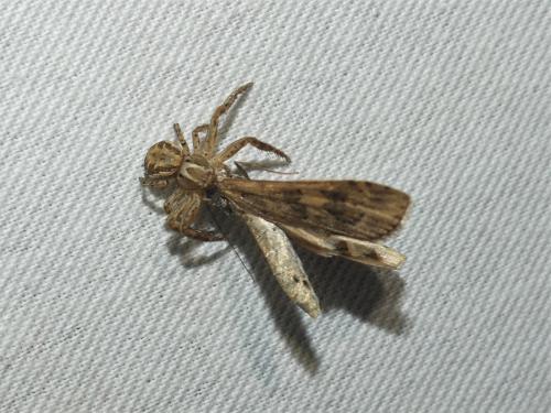 Réf. 315 153 : Xysticus sp.