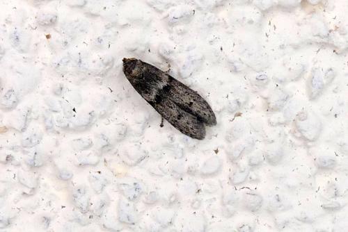 Blastobasis sp.