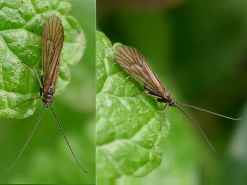 Réf. 315 476 : Enoicyla pusilla