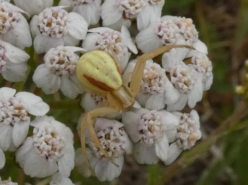Réf. 315 452 : Runcinia grammica