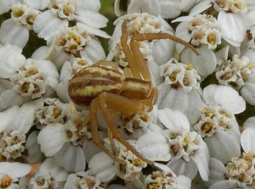 Réf. 315 484 : Runcinia grammica