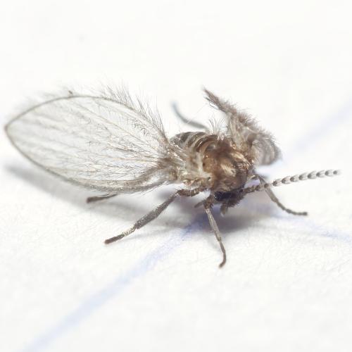 Psychoda sp.