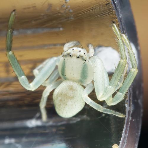 Réf. 315 857 : Misumena vatia