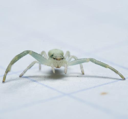 Misumena vatia