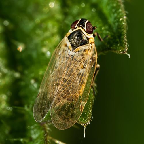 Réf. 315 801 : Hyalesthes obsoletus