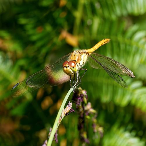 Sympetrum striolatum