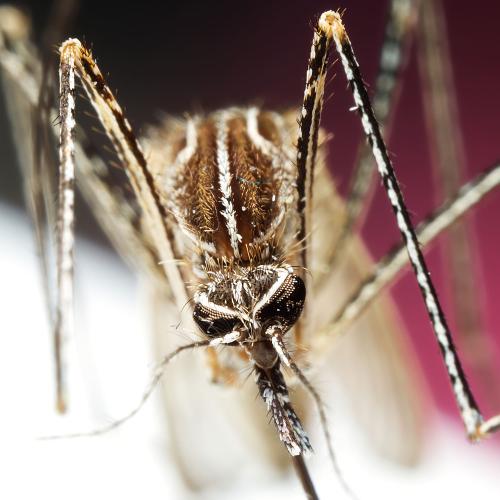 Réf. 315 765 : Culiseta longiareolata