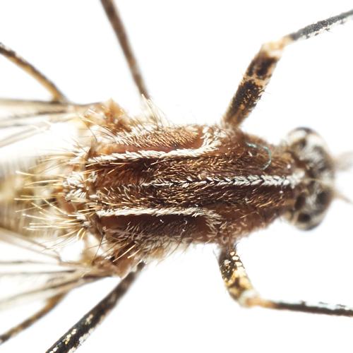 Réf. 315 764 : Culiseta longiareolata