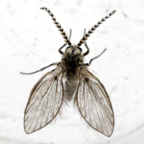 Philosepedon sp.