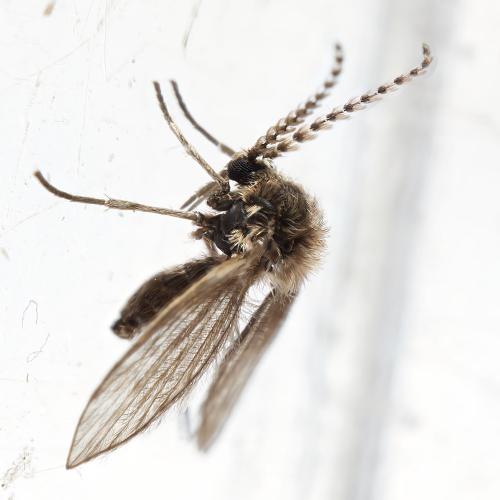 Philosepedon sp.