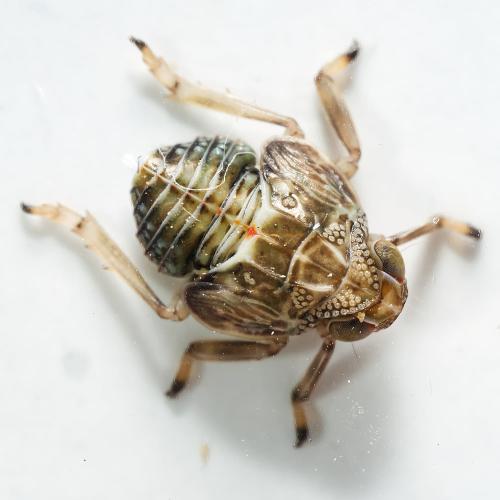 Réf. 315 844 : Issus coleoptratus