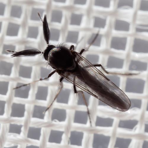 Réf. 315 650 : Dasyhelea sp.