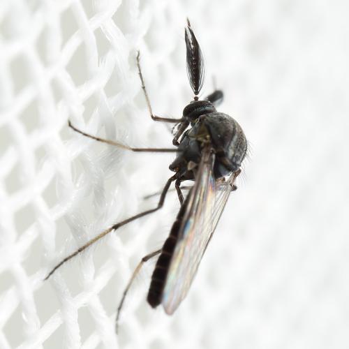 Réf. 315 651 : Dasyhelea sp.