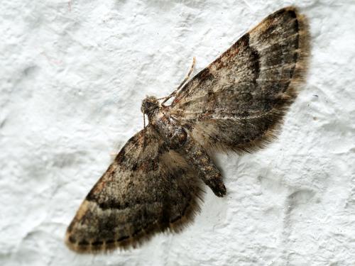 Réf. 315 312 : Gymnoscelis rufifasciata