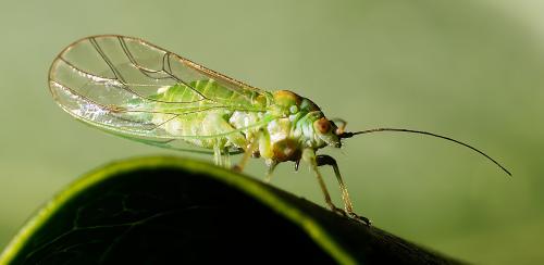 Psylla alni