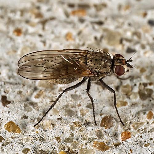 Botanophila fugax