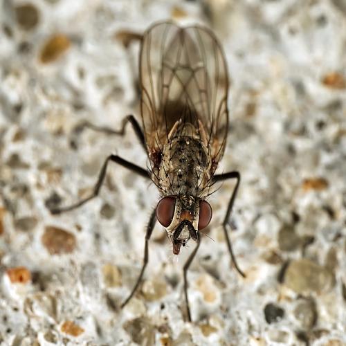 Botanophila fugax