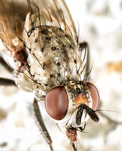 Botanophila fugax